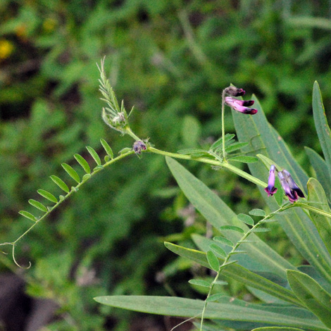 Vicia benghalensis whole