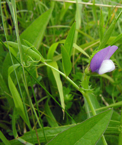 Vicia bithynica