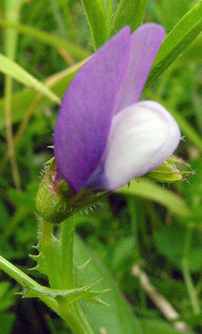 Vicia bithynica close