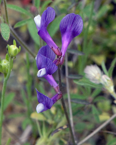 Vicia cassia close