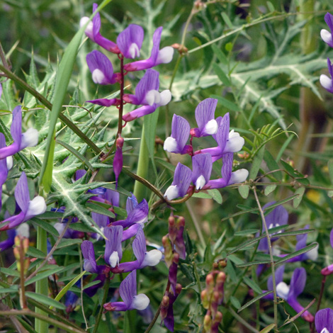 Vicia cassia whole