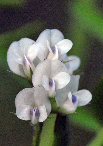 Vicia hirsuta flowers