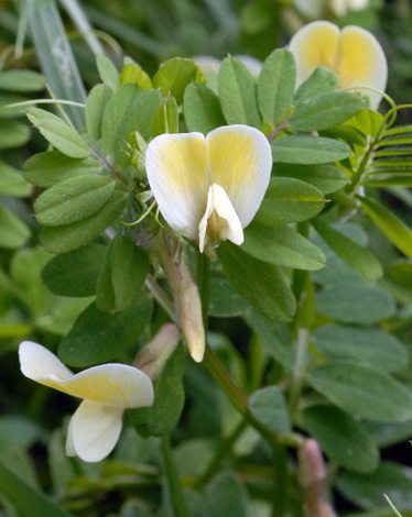 Vicia hybrida close
