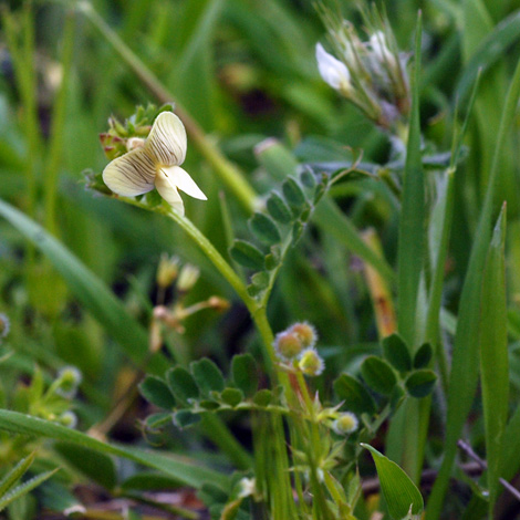 Vicia hybrida whole