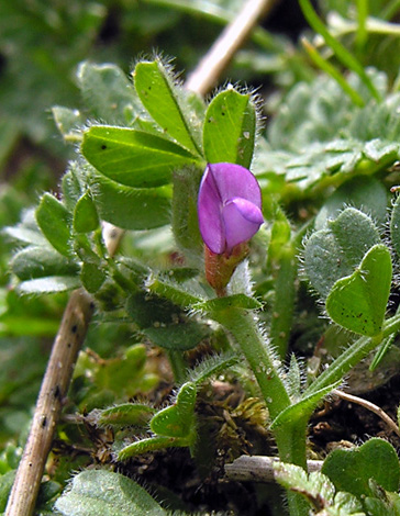 Vicia lathyroides close