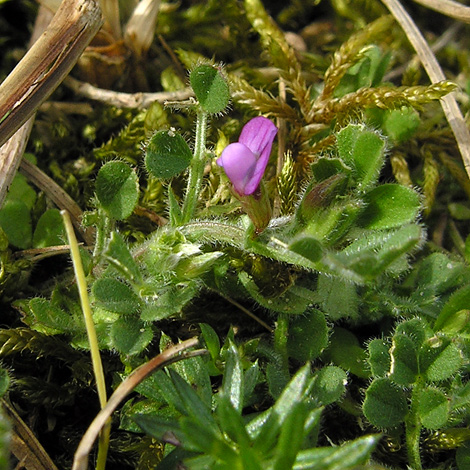 Vicia lathyroides whole