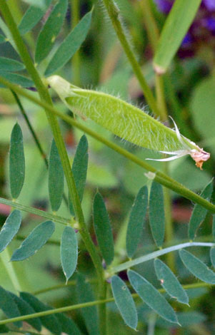 Vicia lutea fruit