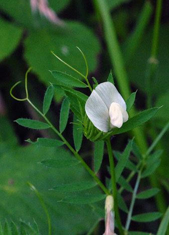 Vicia lutea whole