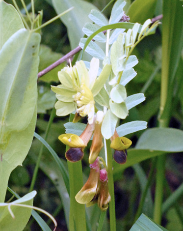 Vicia melanops close