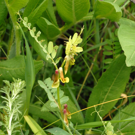 Vicia melanops whole