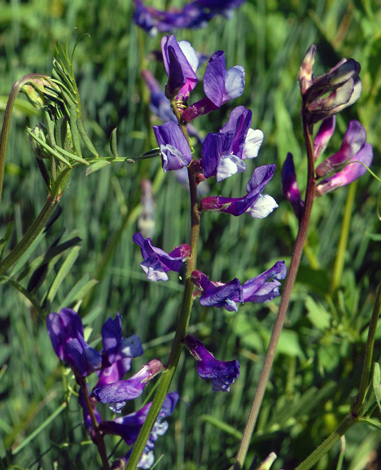 Vicia onobrychioides close