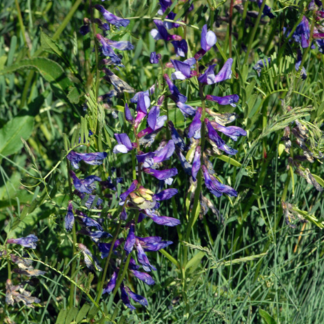 Vicia onobrychioides whole