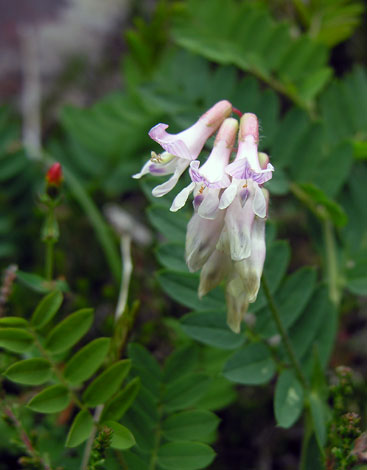 Vicia orobus