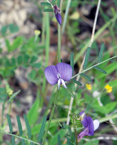 Vicia peregrina close