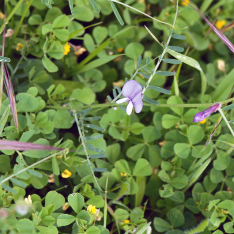 Vicia peregrina whole
