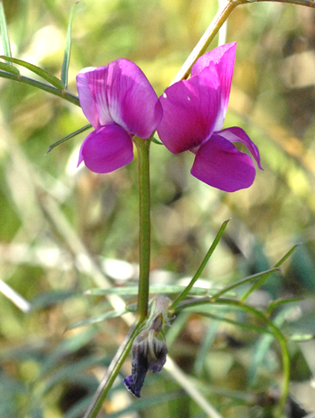 Vicia sativa ssp nigra Tasmania close