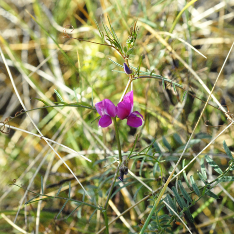 Vicia sativa ssp nigra Tasmania whole