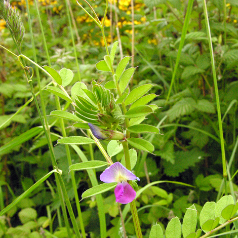 Vicia sativa ssp segetalis whole