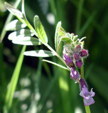 Vicia sepium