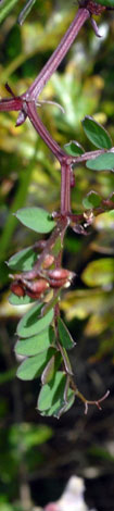 Vicia sylvatica leaves
