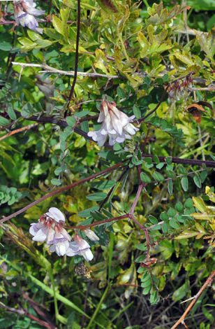 Vicia sylvatica whole