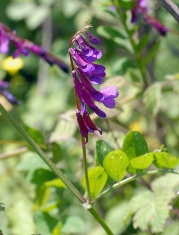 Vicia villosa close