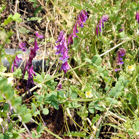 Vicia villosa whole