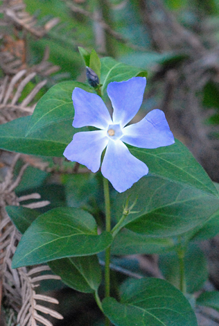 Vinca major close