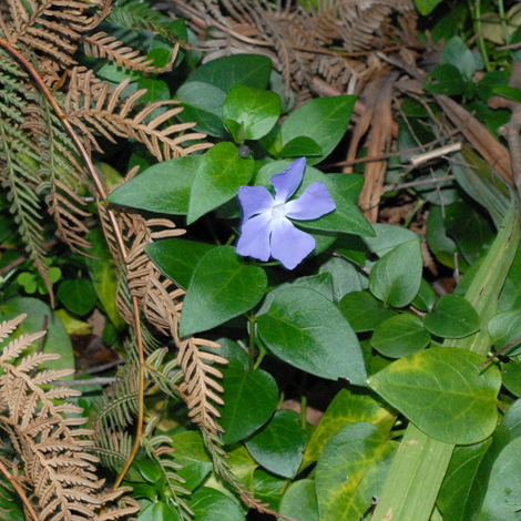 Vinca major whole