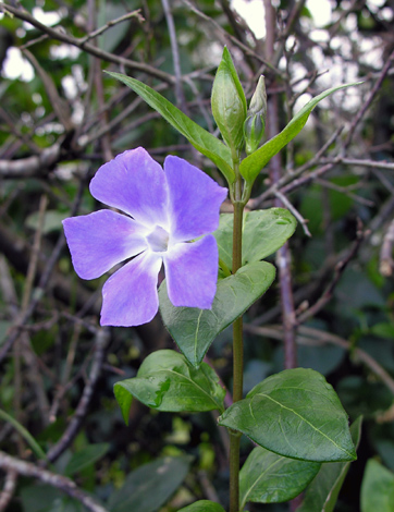 Vinca major