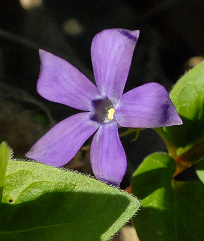Vinca major var oxyloba close