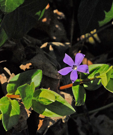 Vinca major var oxyloba whole