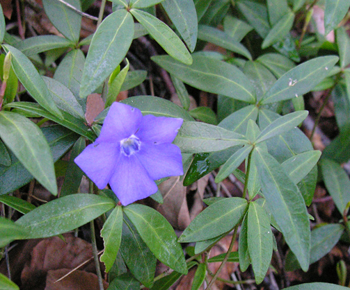 Vinca minor