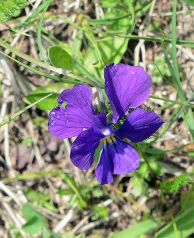 Viola altaica close
