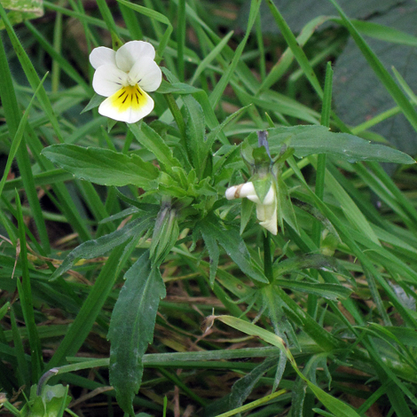 Viola arvensis