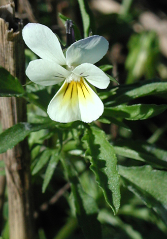 Viola arvensis close