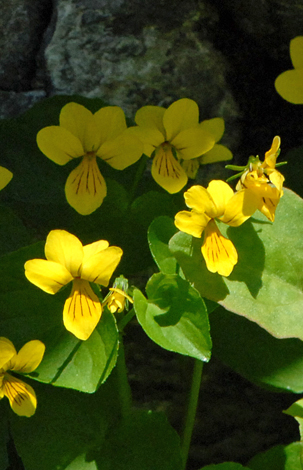 Viola biflora close