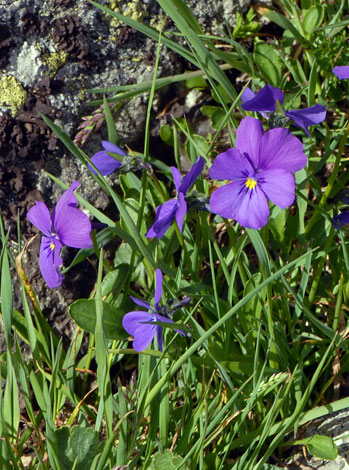 Viola calcarata close