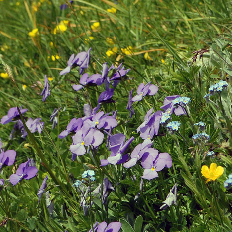 Viola calcarata whole