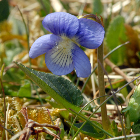 Viola canina front