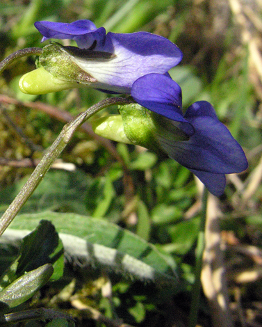 Viola canina spur