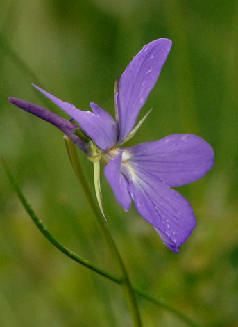 Viola cornuta close