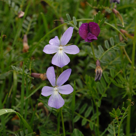 Viola cornuta whole