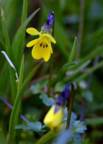 Viola demetria close