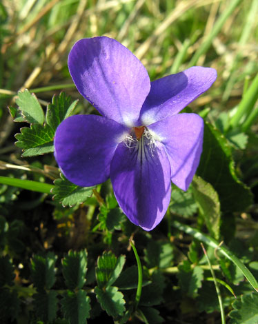 Viola hirta front