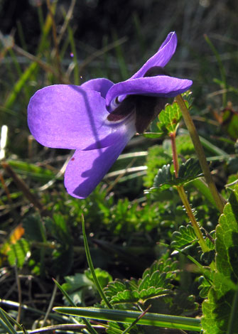 viola hirta sepals