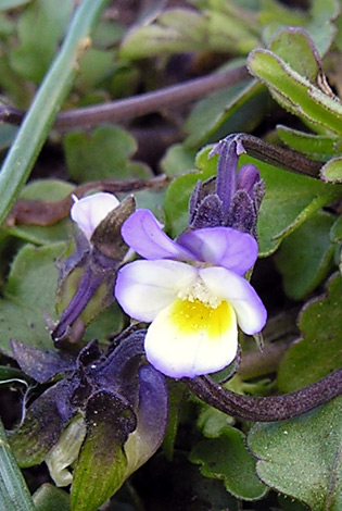 Viola kitaibeliana blue