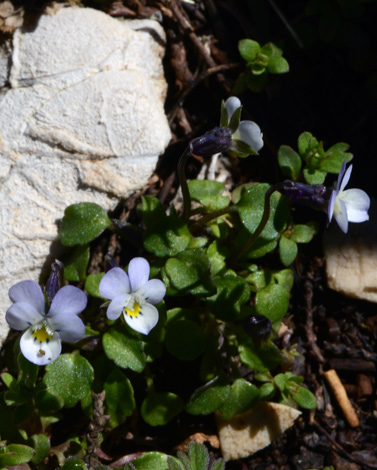 Viola kitaibeliana close
