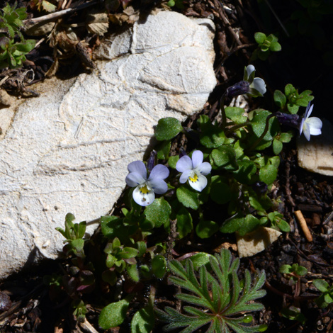 Viola kitaibeliana whole