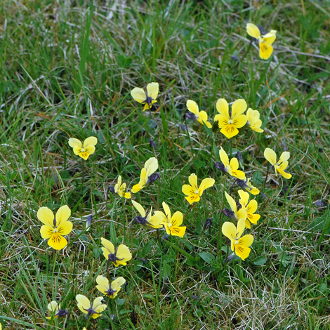 Viola lutea whole